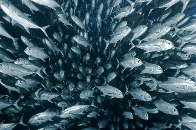 coconut island fish ofer ketter.