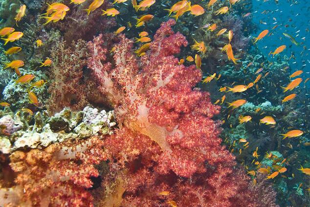 coral reef ofer ketter.