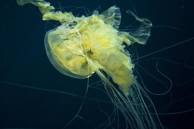 abyssal jellyfish species.