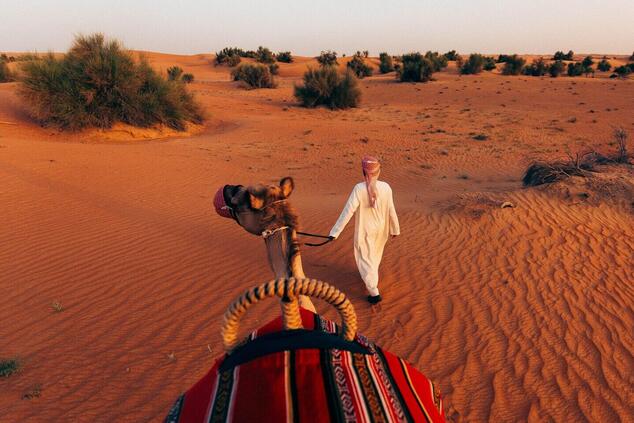 Camels have always been faithful companions and indispensable animals for the desert Bedouins. luxury 4x4 desert safari Dubai camel