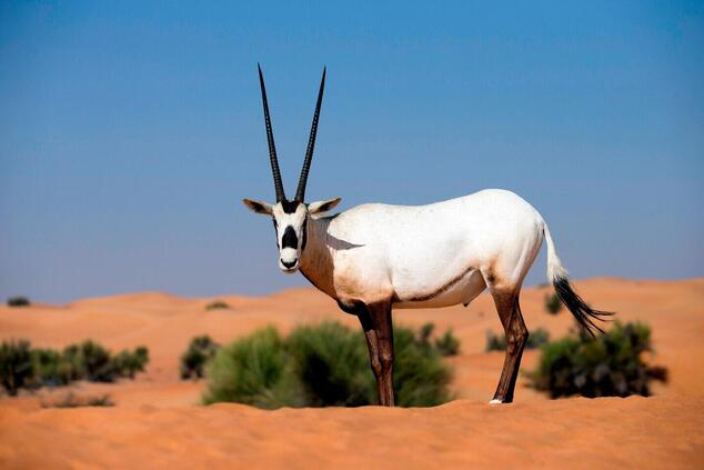 The Arabian oryx is one of the species we saw during our safari. luxury 4x4 desert safari Dubai