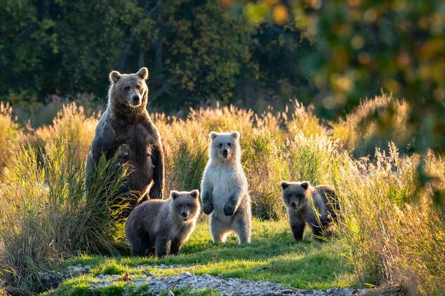katmai alaska national park.