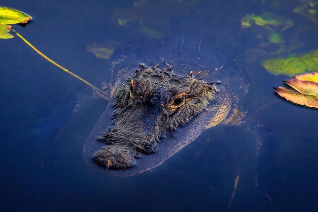 The Everglades is the only place in the world where alligators coexist with crocodiles in the same waters. Photo: Sterlinglanier. everglades national park united states