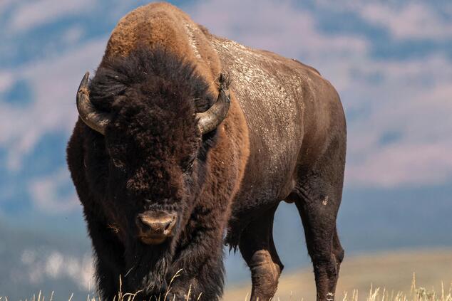 yellowstone national park usa.