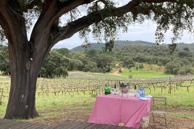 picnic vineyards casa palmela.