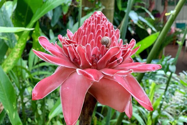 Flowers like this one fill Mauke's garden island with color. Photo: Daniel Collado. lujp cook islands aitutaki trip