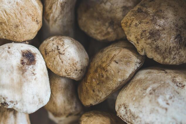 mushrooms fungi porcini.