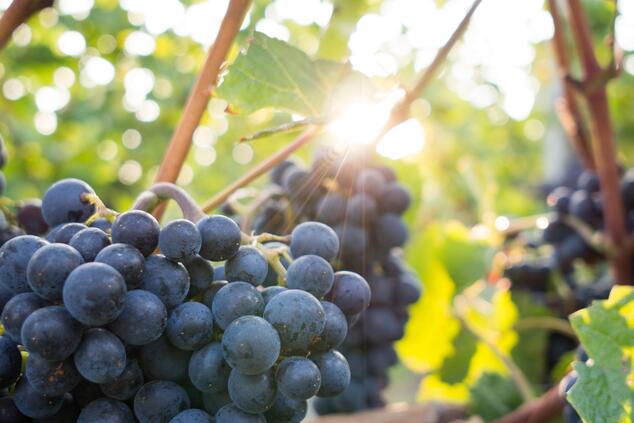 toscana vineyards.