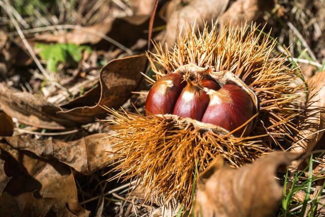 chestnuts.