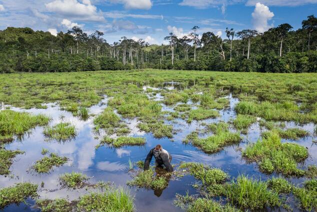 Three natural parks in the Congo can be accessed to observe gorillas. Photo: Scott Ramsay. gorillas congo africa