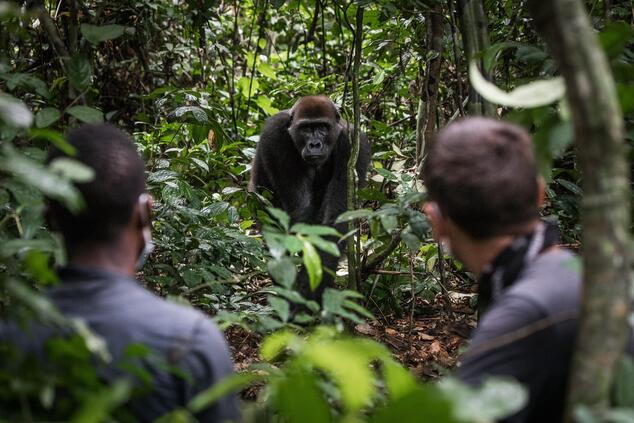 An unforgettable trekking with a close look at the gorillas. Photo: Scott Ramsay. gorilla trekking congo africa