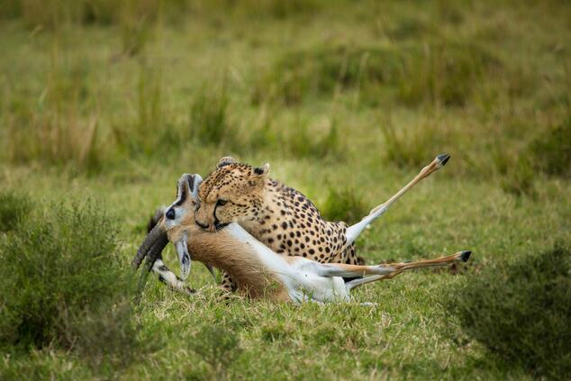 If there are grasses there are herbivores and if there are herbivores there are predators. The cycle of life. If there are grasses there are herbivores and if there are herbivores there are predators. The cycle of life.