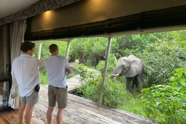 In some lodges like this one in Botswana, the pachyderms get very close to humans. Photo:Great Plains.