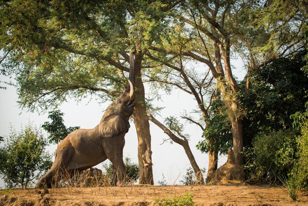 The elephants destroy the vegetation in their path and, at the same time, contribute to regenerate the ecosystem. Zimbabwe.