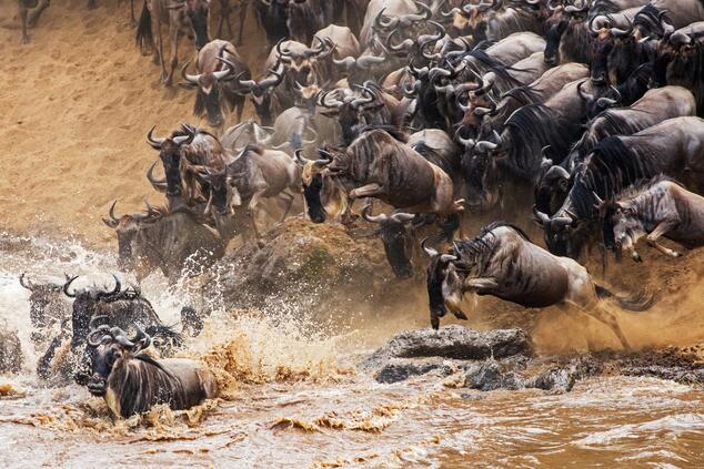 Photography of the great migration and its river crossings is one of the most sought after. The great migration is a herd of more than one million wildebeest in constant movement