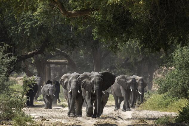 Elephants travel in search of rainfall and green areas to feed. Damaraland. Photo: Wilderness Safaris
