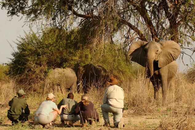A walking safari requires a lot of patience and pause in South Luangwa. Photo:Norman Carr