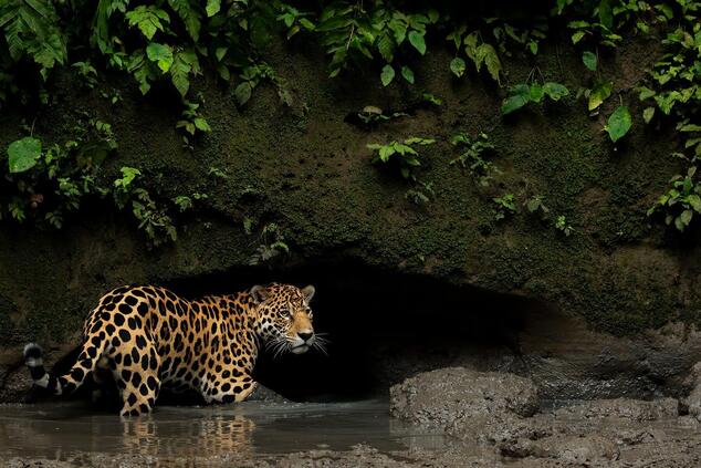 Wildlife in the community's surroundings
