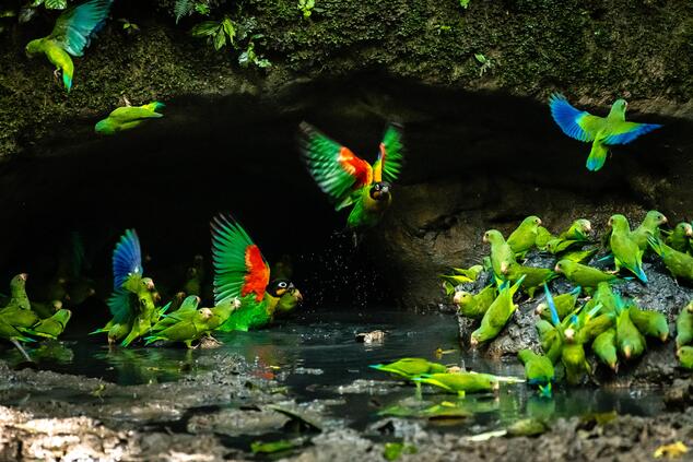 Wildlife in the community's surroundings