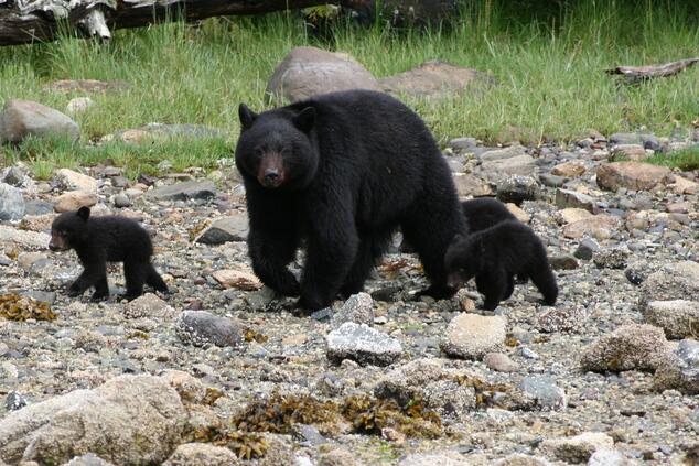 grizzly bears travel canada