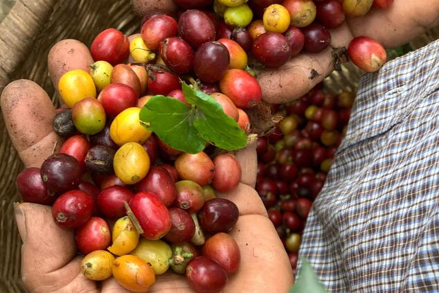 don leo colombia coffee route.