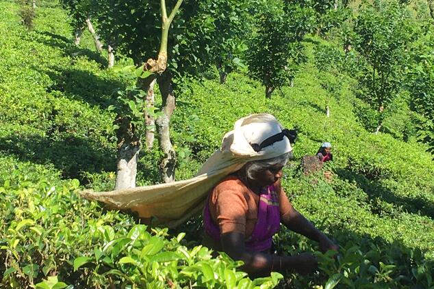 sri lanka tea plantation.