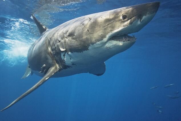 Great white shark specimen photographed by Ofer Ketter. Great white shark specimen photographed by Ofer Ketter.