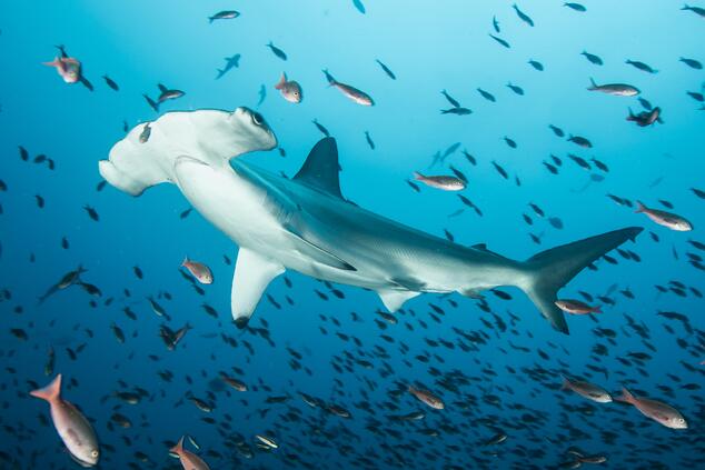 Hammerhead sharks at the bottom of the ocean. Photos: Ofer Ketter. Hammerhead sharks at the bottom of the ocean. Photos: Ofer Ketter.