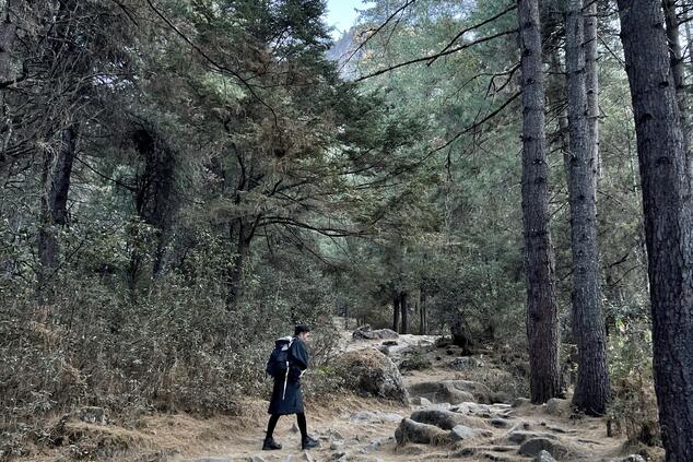 A trail winding through roots and mountains; in Bhutan, each step evokes introspection and the spiritual pulse of the Himalayas. A trail winding through roots and mountains; in Bhutan, each step evokes introspection and the spiritual pulse of the Himalayas. Tiger's Nest.