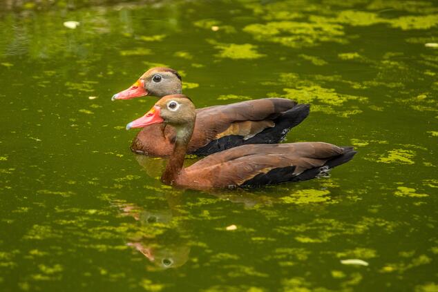 Pigeon ducks in regenerative lagoon
