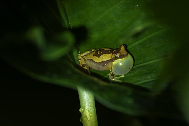 Frog in regenerative ponds