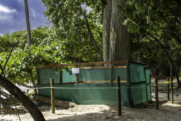 Turtle nursery