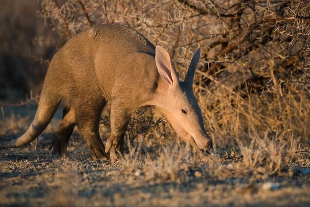 Aardvak in Etosha. It is a rather peculiar and unique animal: it is the only living member of its taxonomic order, Tubulidentata, which makes it a true "oddball" in the animal kingdom. Aardvark Namibia Etosha. Safari Namibia.