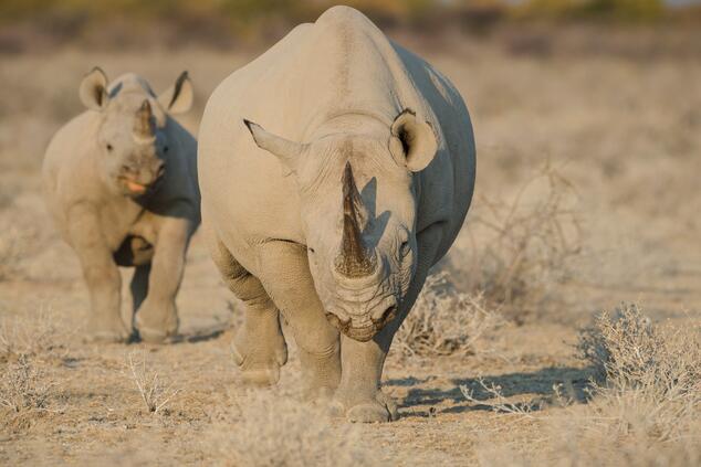 A female black rhino and her calf move cautiously across the arid plains of Etosha, silent emblems of a species struggling for survival. Black rhinoceros Namibia Etosha. Safari Namibia.