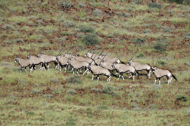 Oryx in Damaraland. Safari Namibia.