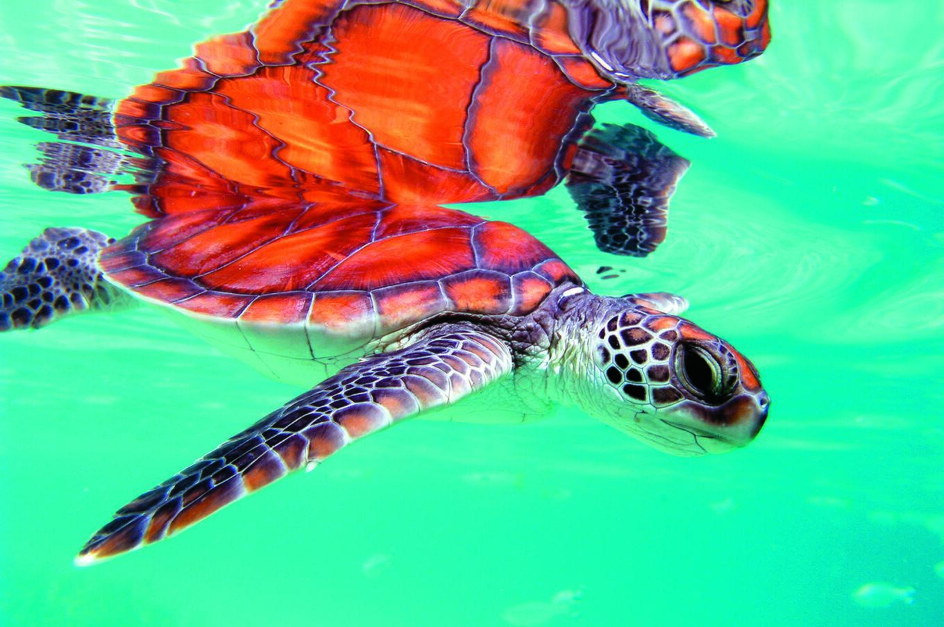 remote luxury travel polynesia scuba diving turtles.