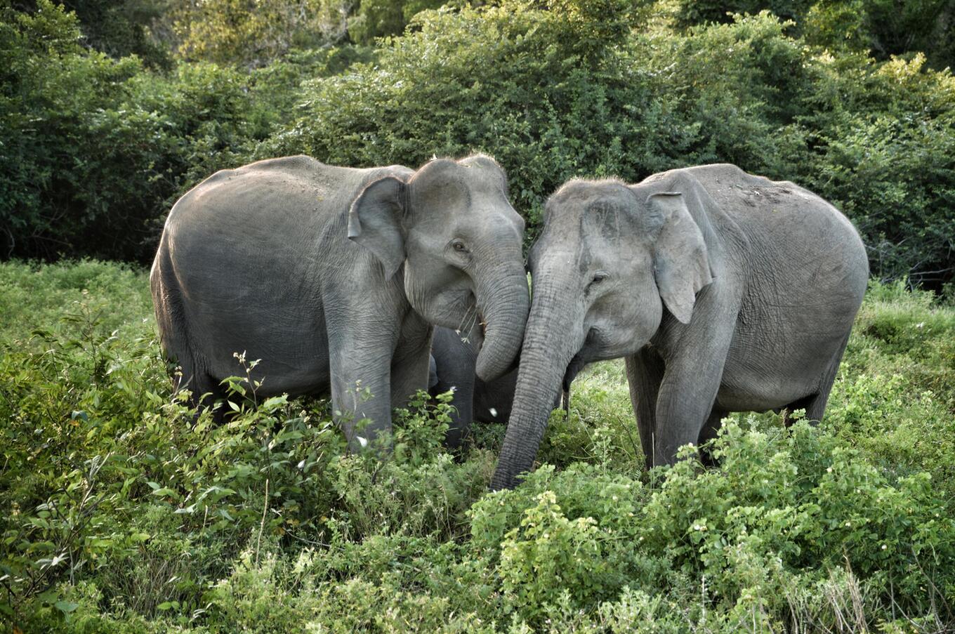 luxury travel sri lanka island nature safari safari yala national park elephants