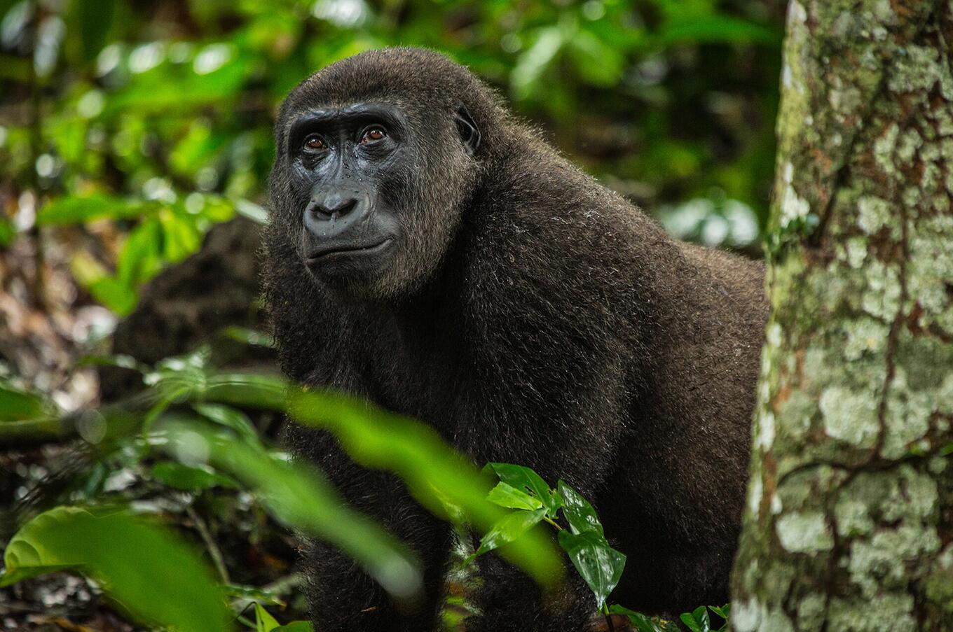 Valley gorillas are morphologically different from their mountain relatives luxury trekking trip gorilla valley gorilla Africa