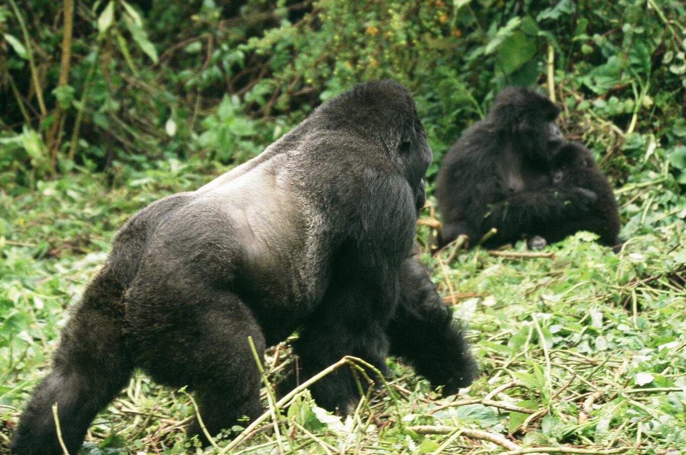 Gorillas live in protected areas within national parks luxury trekking trip mountain gorillas in Rwanda
