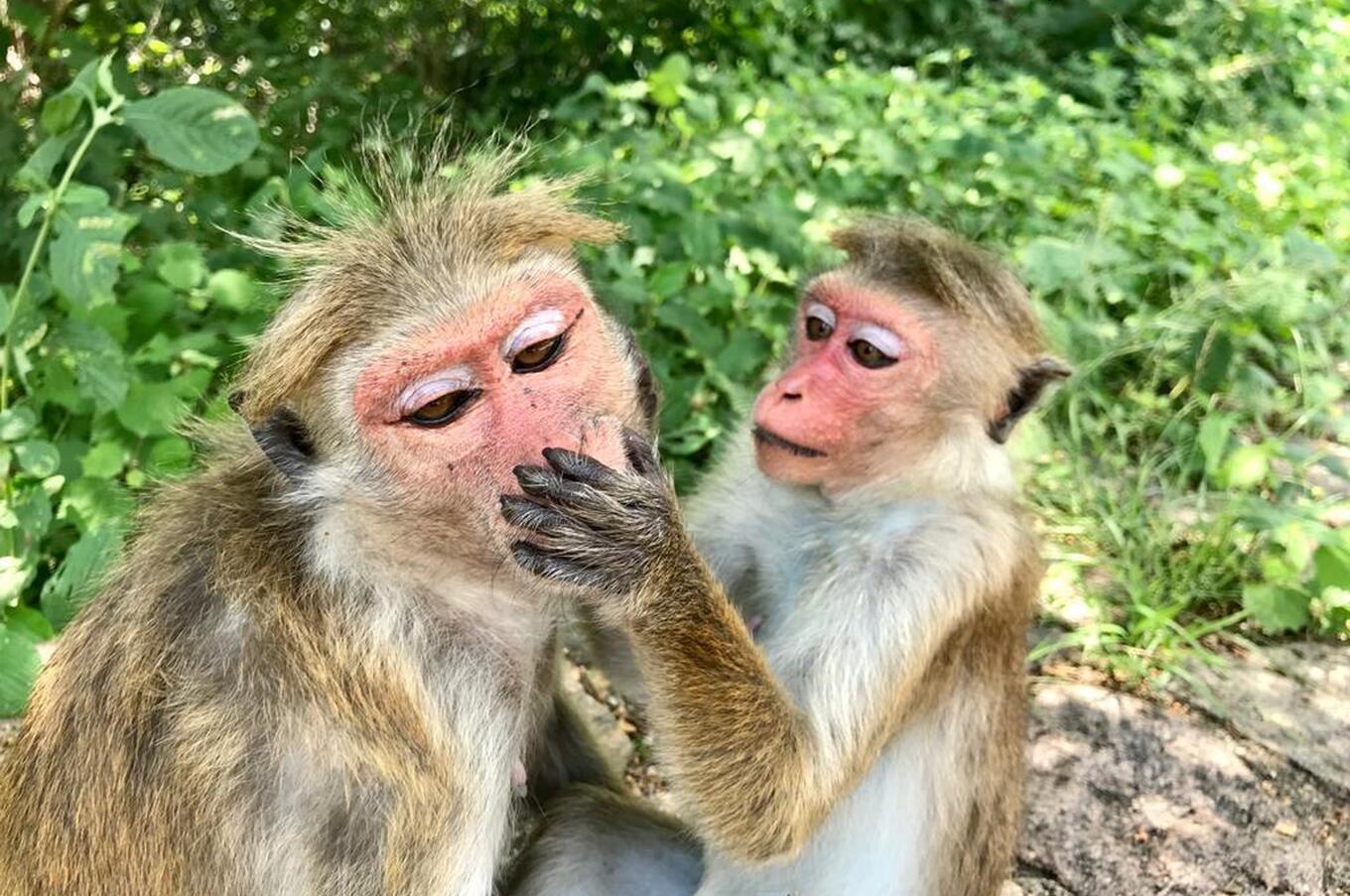 travel luxury island sri lanka nature macaques monkeys monkeys