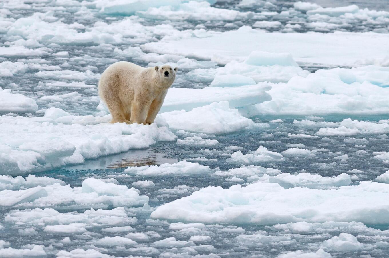 travel luxury blimp north pole arctic polar bear