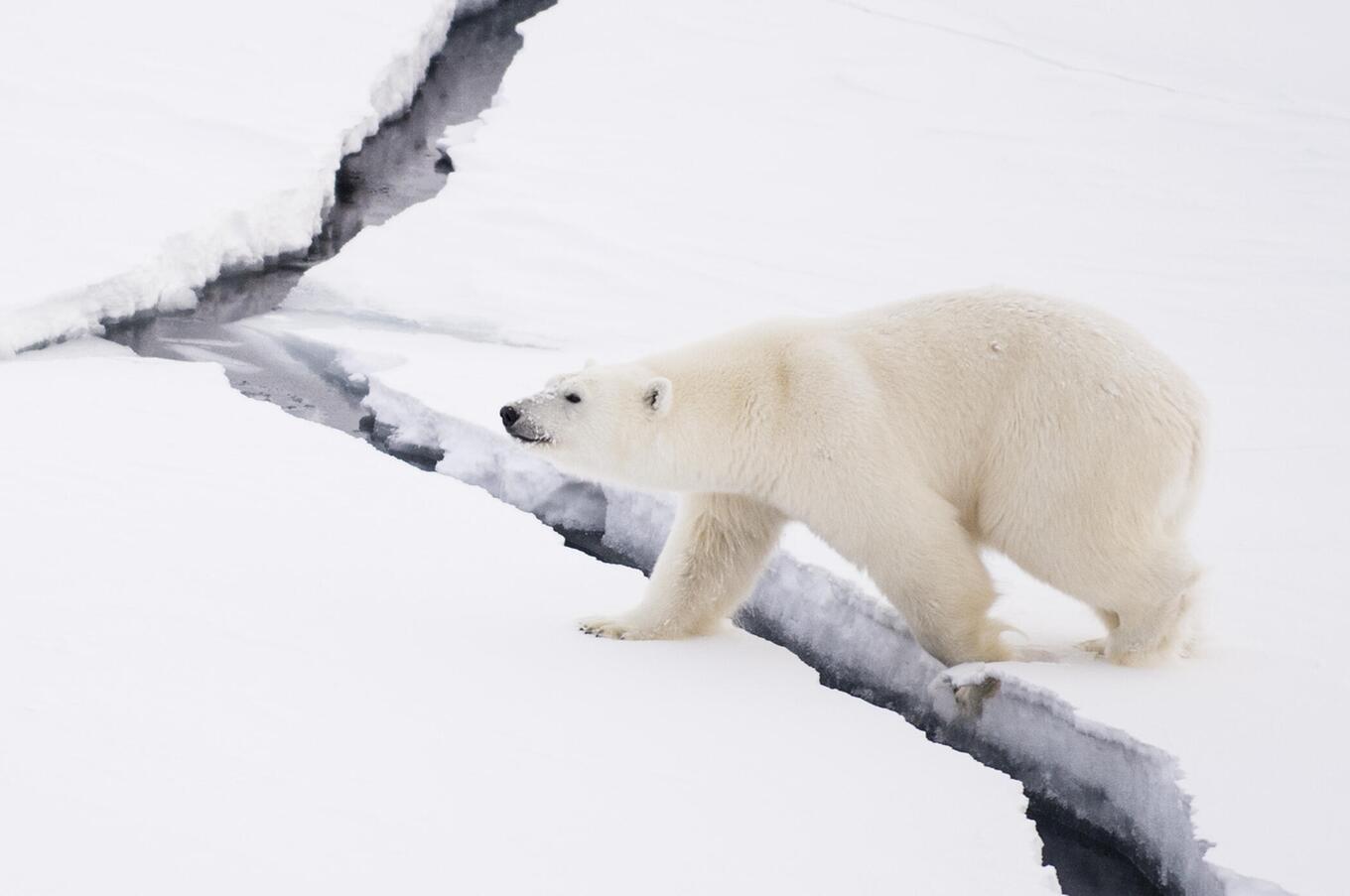travel luxury blimp north pole arctic polar bear