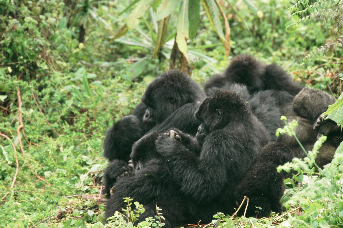 Currently, there are 18 mountain gorilla groups that can be visited in Bwindi. trip uganda mountain gorilla Bwindi national park