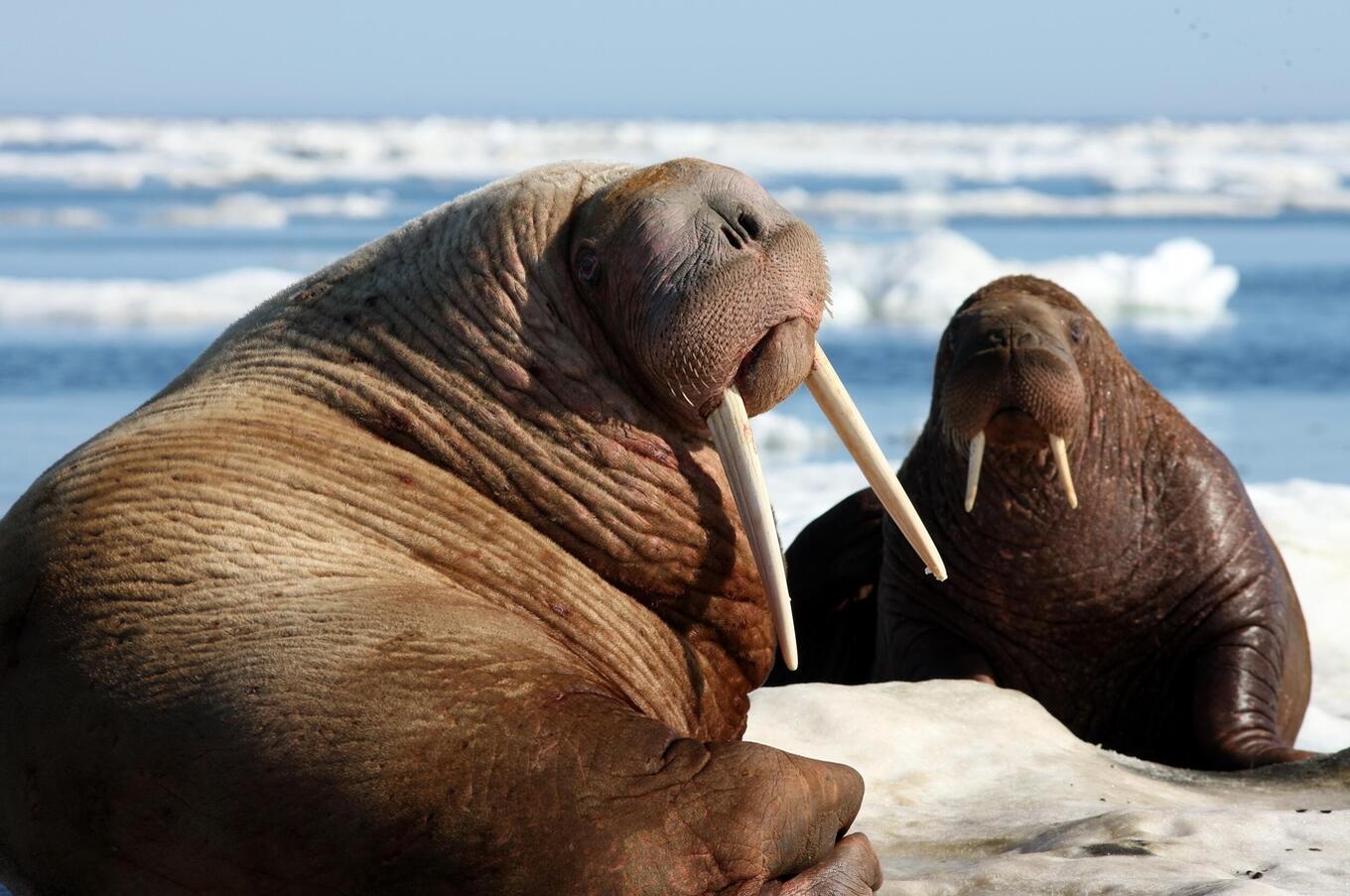 luxury travel north pole airship arctic sea lion