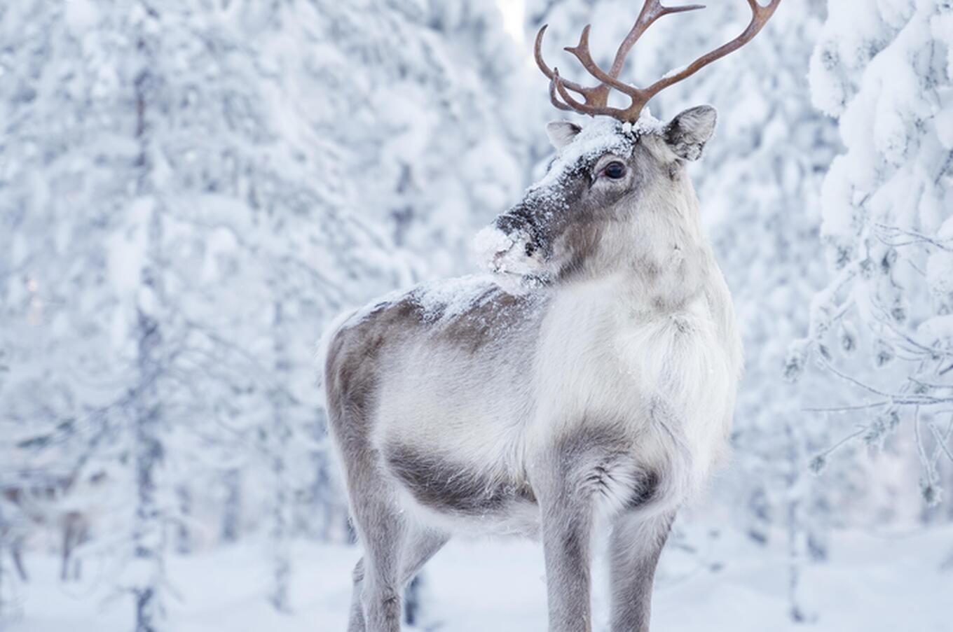 luxury aurora borealis lapland octola trip