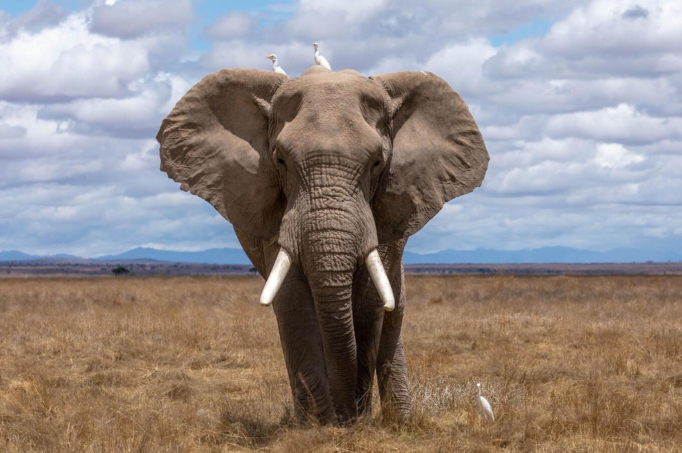 Classic elephant migration routes are encroached upon by crops, leading to conflicts between elephants and farmers. Photo: Nam Anh. elephants bees project.