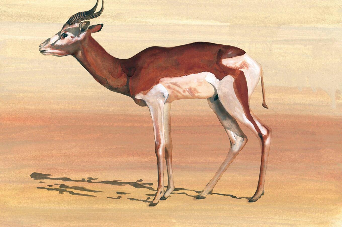 Jordi Serrallonga invisible animals