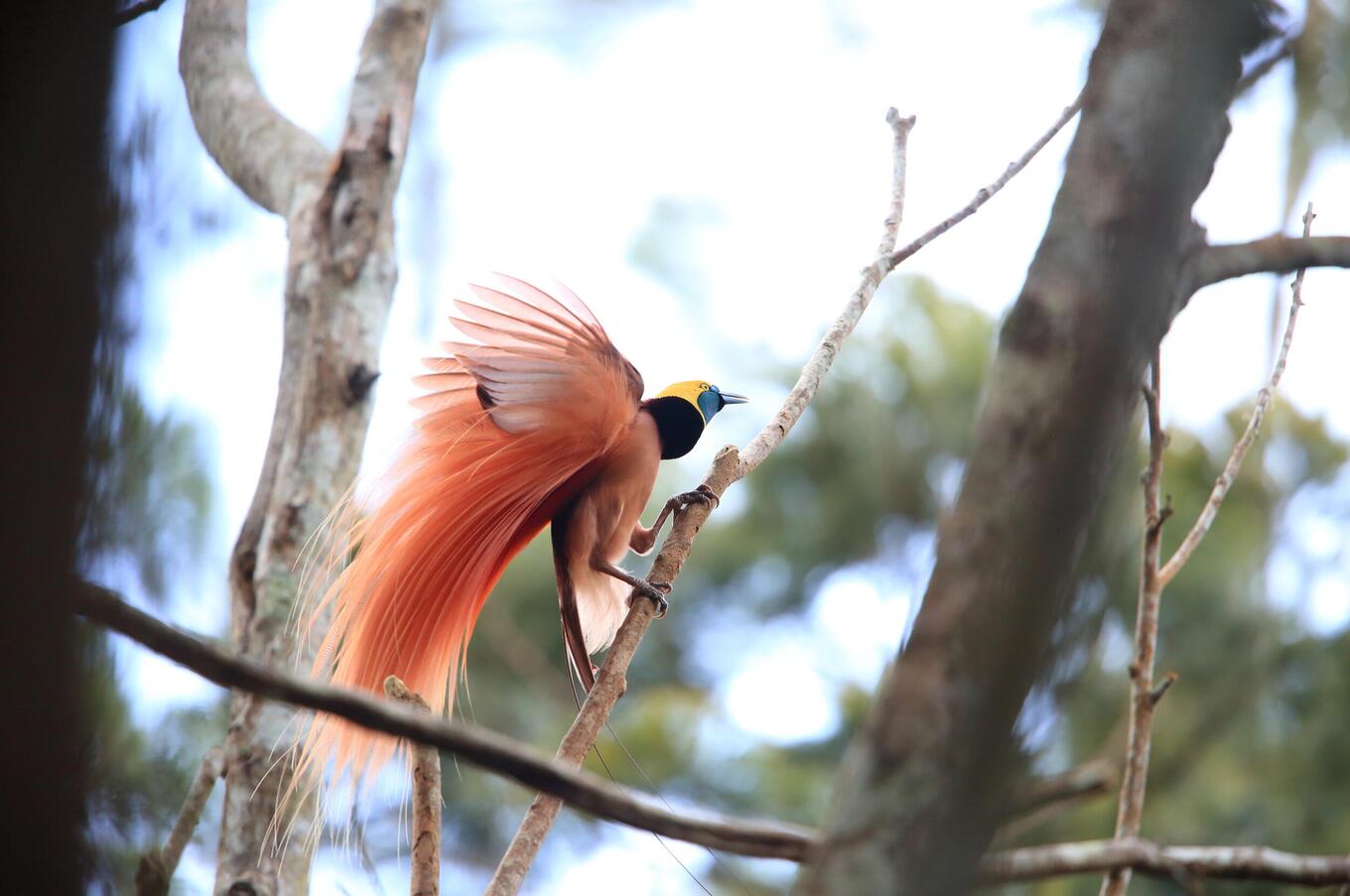 papua new guinea bird of paradise