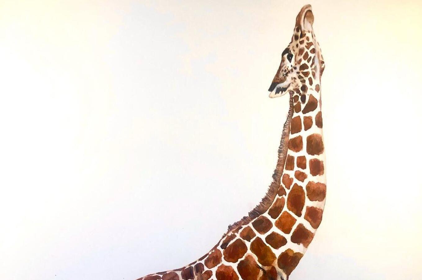 Jordi Serrallonga invisible animals