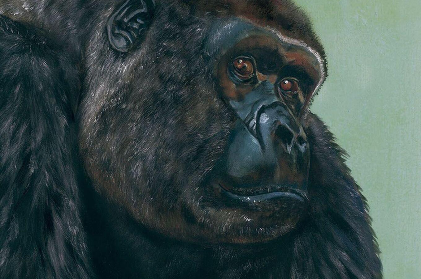 Jordi Serrallonga invisible animals